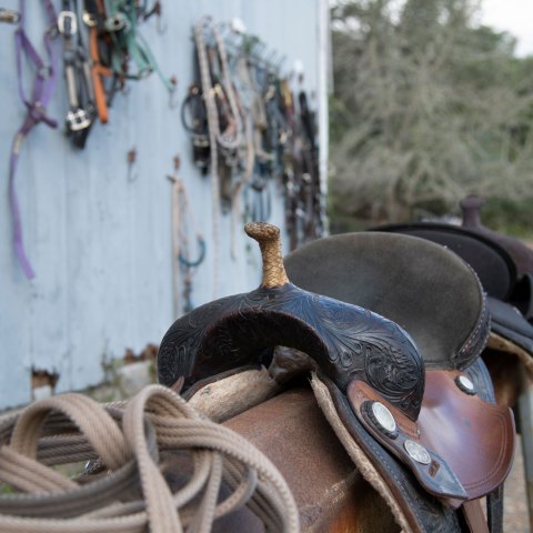 Western Saddle in front of a blue wall with lots of horse tack