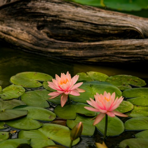 Pink water lillies in a pount with lilly pads and log