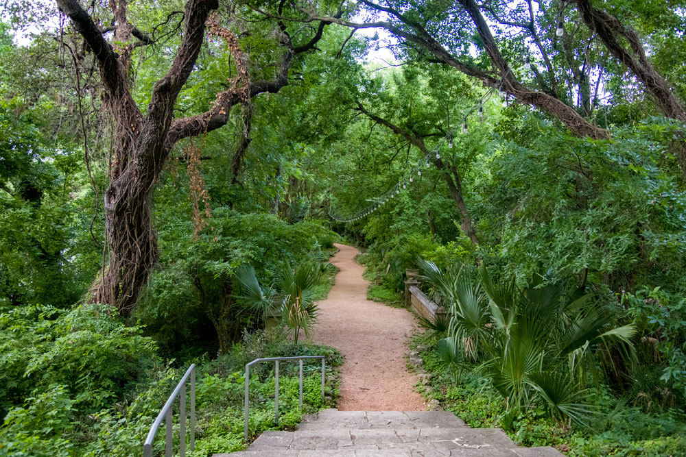 a tree in a park