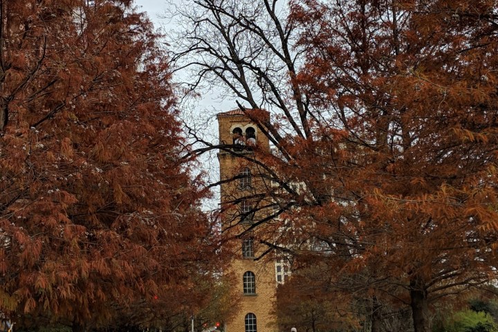 a group of people walking down a street next to a tree